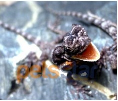 Frill-Necked Lizard Info Frill-Necked Lizard Info